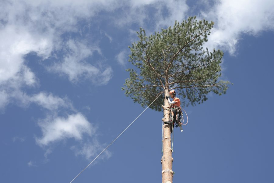 Arborista trabajando en lo alto de un árbol sujeto con cuerdas