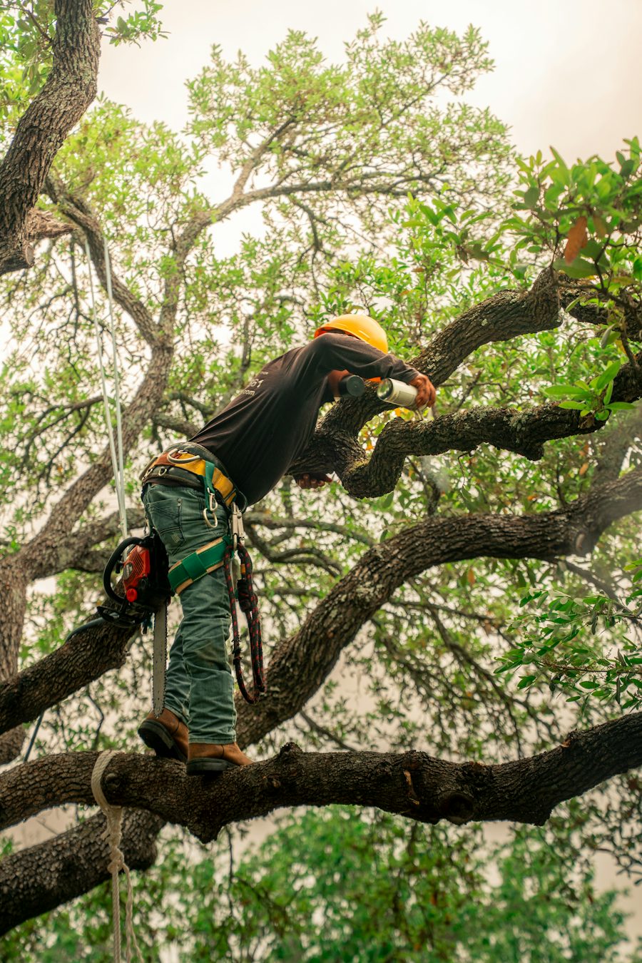 Arborista con motosierra trabajando en la copa de un árbol con técnica de trepa