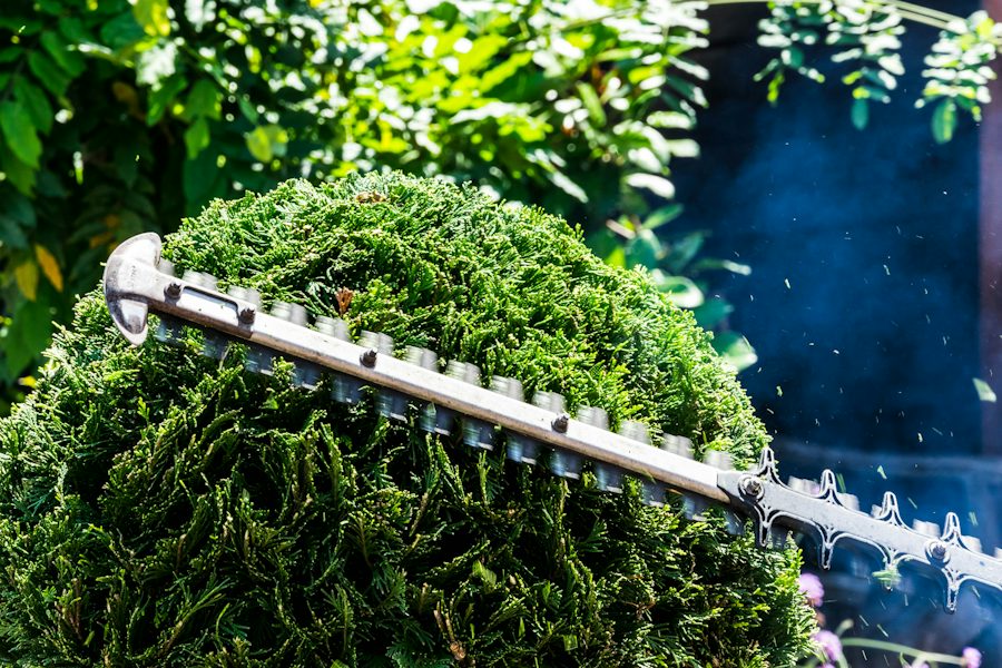 Jardinero podando un seto con tijera eléctrica